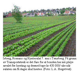 Tekstboks:  
Isberg, Romano og Hjertesalat 7. mai i Tnsberg. P grunn 
av Transportstreik er det fare for at bonden her m plye 
arealet fr hsting og dermed tape kr 450 000/ uke nr 
salaten om f dager skal hstes. (Foto: L.A. Hgetveit)

