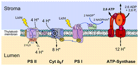 Fil:Thylakoid membrane.svg
